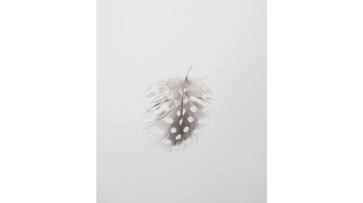 MACS - Exposition - Lionel Estève